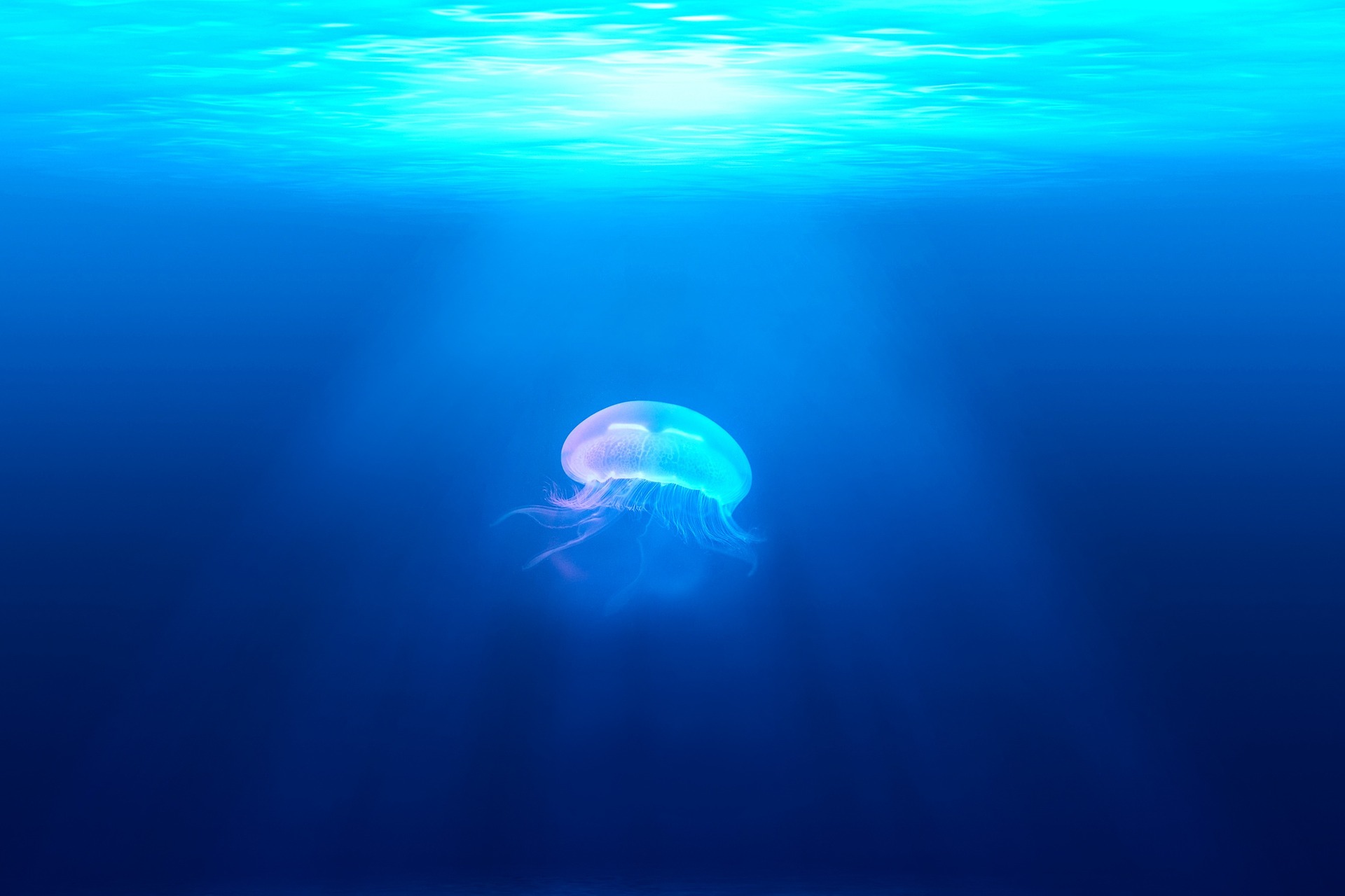 Chełbia modra - jellyfish
